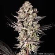 Super Boof Strain – product view 14