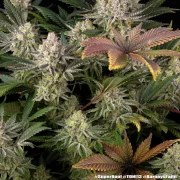 Super Boof Strain – product view 15