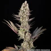 Super Boof Strain – product view 16
