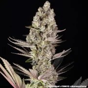 Super Boof Strain – product view 17
