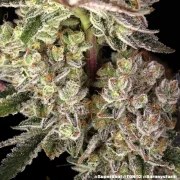 Super Boof Strain – product view 18