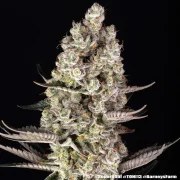 Super Boof Strain – product view 19