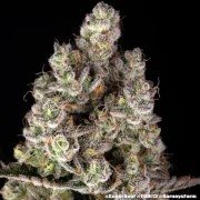 Super Boof Strain – product view 20