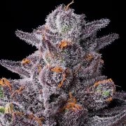 Zillions Strain – product view 2