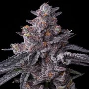 Zillions Strain – product view 3