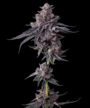Zillions Strain – product view 6