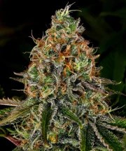 Tangerine Dream Auto Strain – product view 1