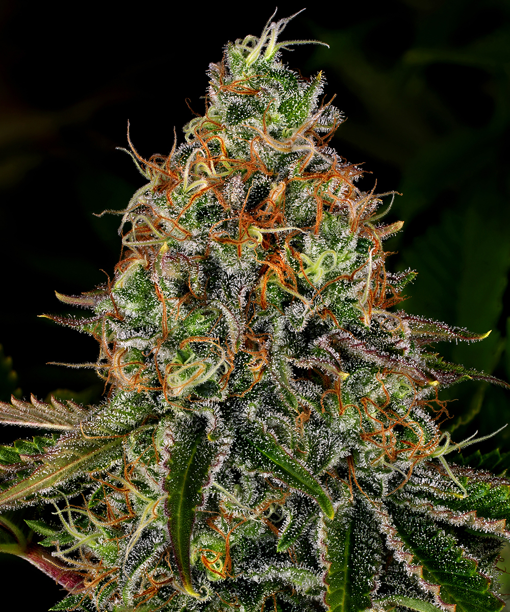 Tangerine Dream Auto Strain – product view 1