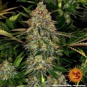Tangerine Dream Auto Strain – product view 2