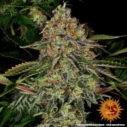 Tangerine Dream Auto Strain – product view 3