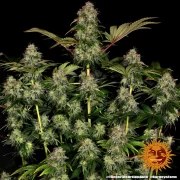 Tangerine Dream Auto Strain – product view 4