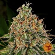 Tangerine Dream Auto Strain – product view 5