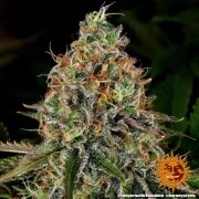 Tangerine Dream Auto Strain – product view 6