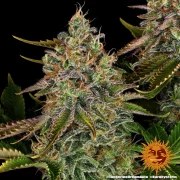 Tangerine Dream Auto Strain – product view 7