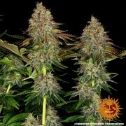 Tangerine Dream Auto Strain – product view 8