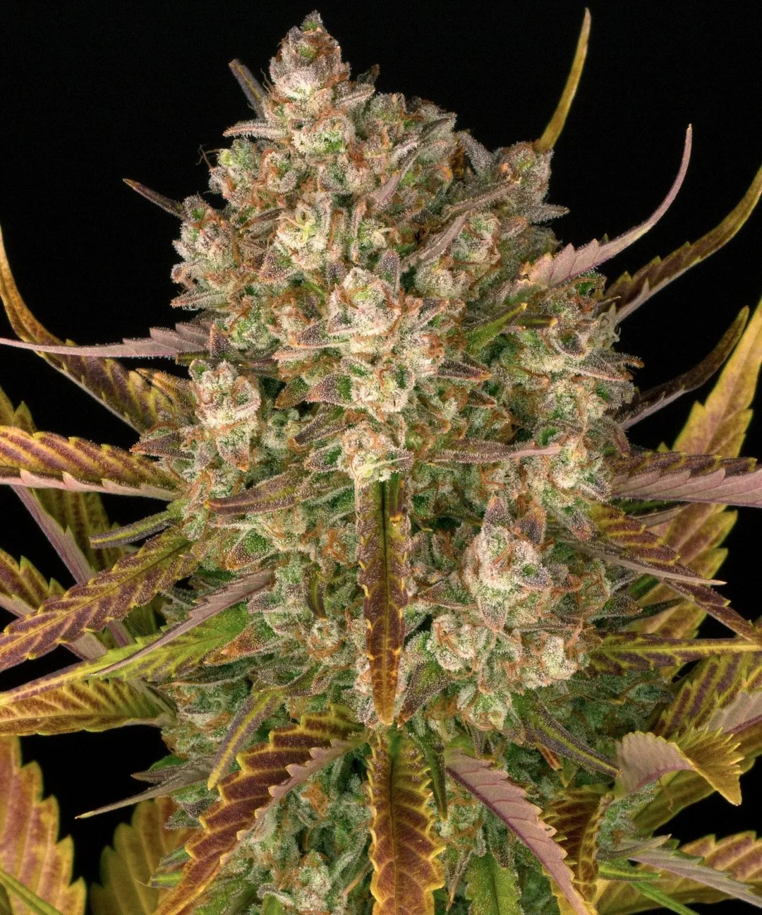 Dos Si Dos Auto Strain – product view 1