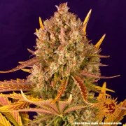 Dos Si Dos Auto Strain – product view 2
