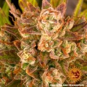 Dos Si Dos Auto Strain – product view 3