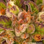 Dos Si Dos Auto Strain – product view 4