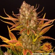 Dos Si Dos Auto Strain – product view 5