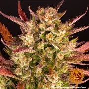 Dos Si Dos Auto Strain – product view 6