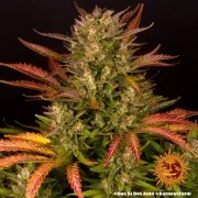 Dos Si Dos Auto Strain – product view 7