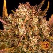 Dos Si Dos Auto Strain – product view 8