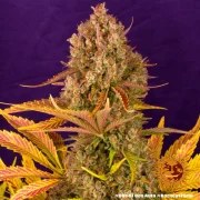Dos Si Dos Auto Strain – product view 9