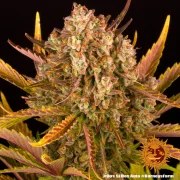 Dos Si Dos Auto Strain – product view 10