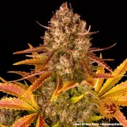 Dos Si Dos Auto Strain – product view 11