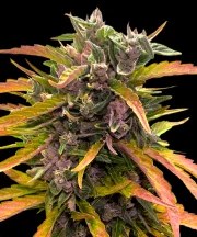 GG4 Auto Strain – product view 1