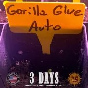 GG4 Auto Strain – product view 3