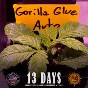 GG4 Auto Strain – product view 4