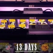 GG4 Auto Strain – product view 5