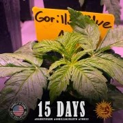 GG4 Auto Strain – product view 6