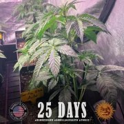 GG4 Auto Strain – product view 8