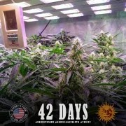 GG4 Auto Strain – product view 9