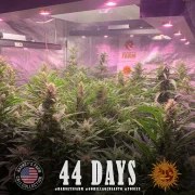 GG4 Auto Strain – product view 10