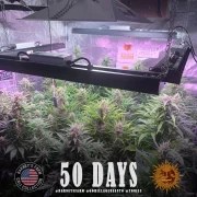 GG4 Auto Strain – product view 11