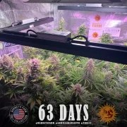GG4 Auto Strain – product view 12