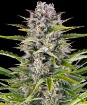 Gorilla Z Auto Strain – product view 1