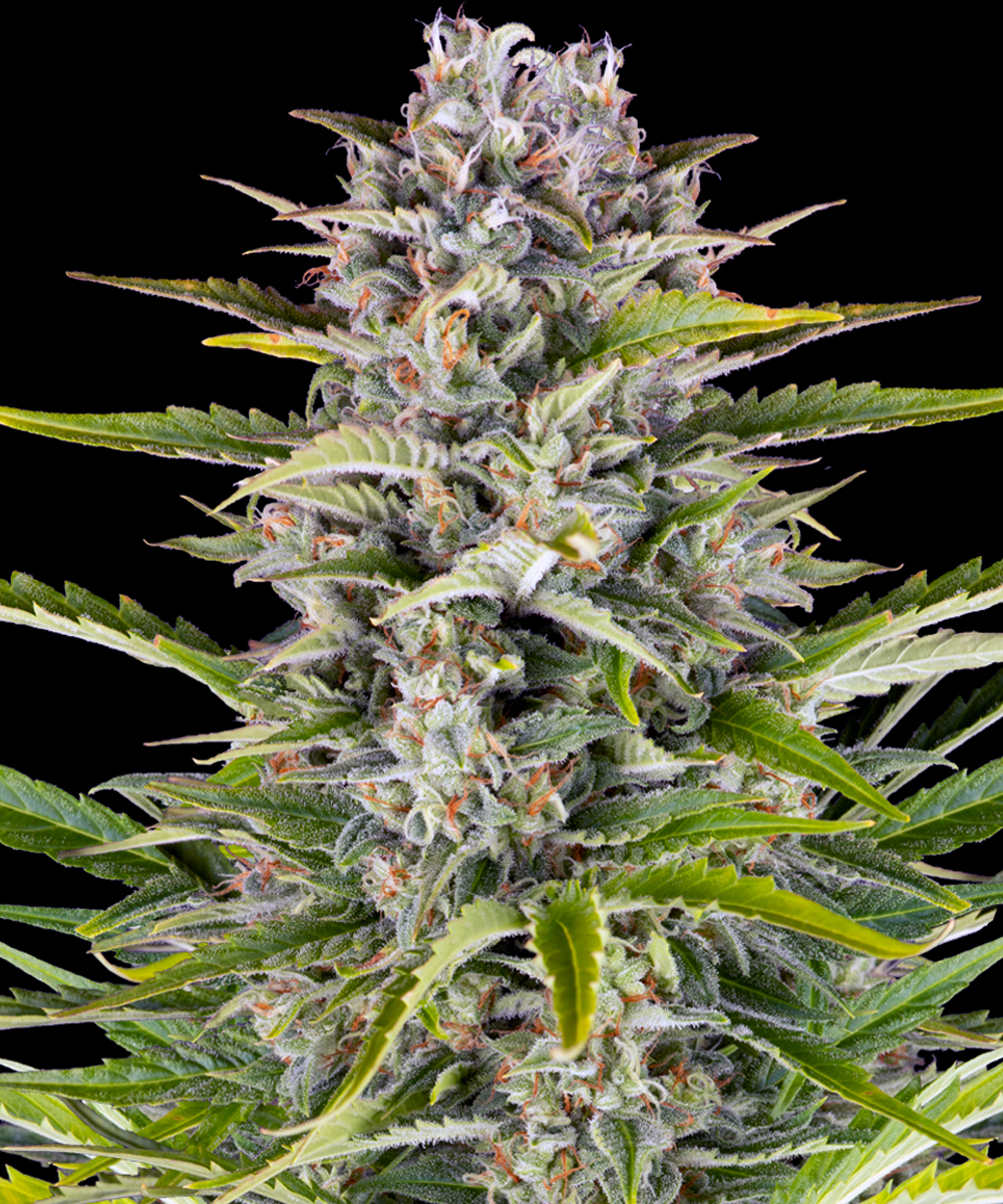 Gorilla Z Auto Strain – product view 1