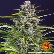Gorilla Z Auto Strain – product view 2