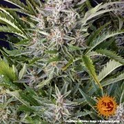 Gorilla Z Auto Strain – product view 3