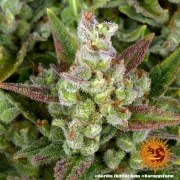Gorilla Z Auto Strain – product view 4