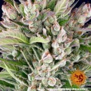 Gorilla Z Auto Strain – product view 5