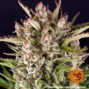Gorilla Z Auto Strain – product view 6