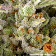 Gorilla Z Auto Strain – product view 7