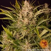 Gorilla Z Auto Strain – product view 8