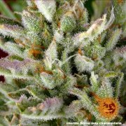 Gorilla Z Auto Strain – product view 9